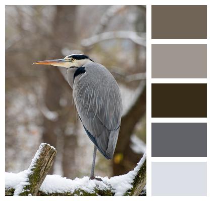 Grey Heron Winter Heron Image